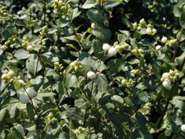 Purpurbeere - Symphoricarpos chenaultii