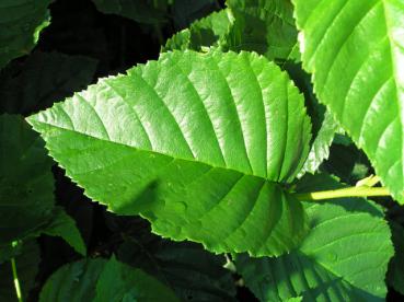 Betula medwediewii