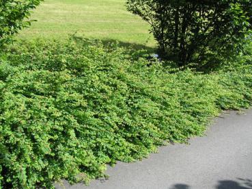 Niedrige Purpurbeere als Unterpflanzung