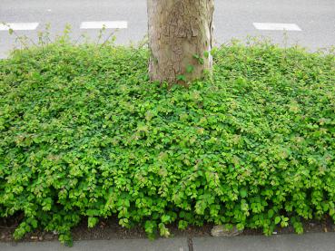 Die Niedrige Purpurbeere als Unterpflanzung im öffentlichen Raum.