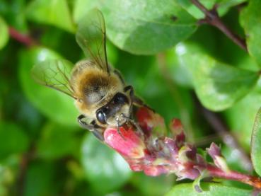 Die niedrige Purpurbeere ist eine gute Bienenweide.