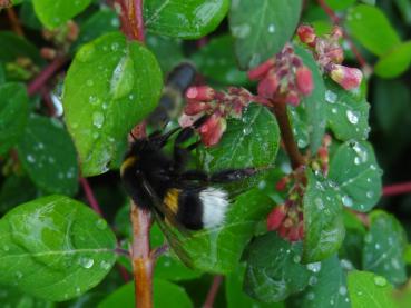 Symphoricarpos chenaultii Hancock wird gerne von Insekten angeflogen.