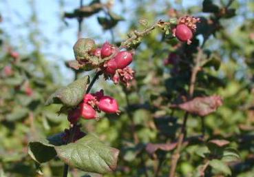 Symphoricarpos doorenbosii Magic Berry - Amethystbeere