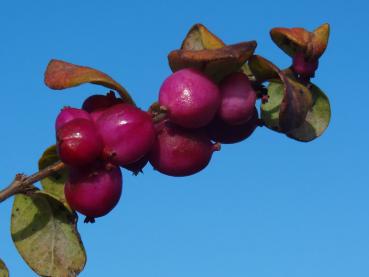 Symphoricarpos doorenbosii Magic Berry