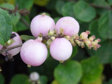 Amethystbeere Mother of Pearl mit rosa Früchten