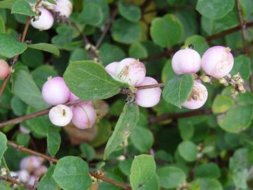 Rosa fruchtende Amethystbeere Mother of Pearl