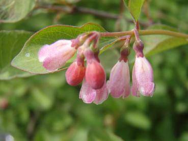 Symphoricarpos doorenbosii Mother of Pearl in Blüte