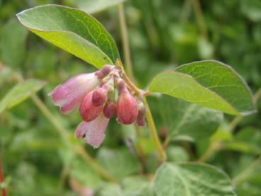 Blütenstand von Symphoricarpos doorenbosii Mother of Pearl