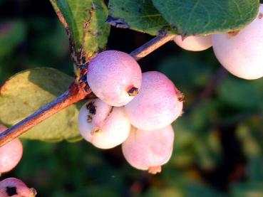 Rosa Früchte von Symphoricarpos doorenbosii Mother of Pearl