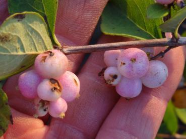 Symphoricarpos doorenbosii Mother of Pearl mit Früchten (Aufnahme aus dem November)