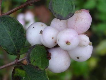 Rosa Beeren der Amethystbeere Mother of Pearl (Aufnahme von Ende Oktober)