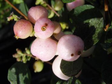 Doorenbossnöbär Taiga - Symphoricarpos doorenbosii Taiga