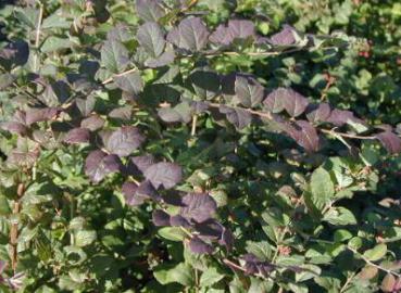 Petersbuske, Prydnadssnöbär - Symphoricarpos orbiculatus