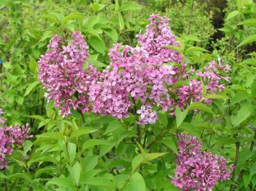 Chinesischer Flieder - Syringa chinensis