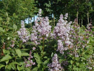 Ungarischer Flieder - Syringa josikaea