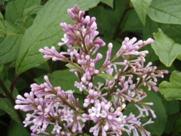 Syringa josikaea