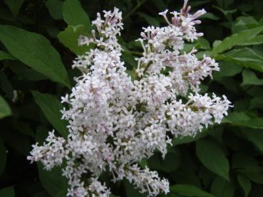 Syringa josikaea