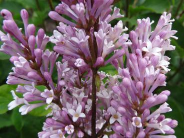 Die Farbe der Blüten von Syringa josikaea reicht von hellrosa bis violett