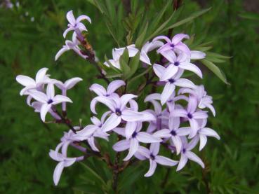 Geschlitztblättriger Flieder, Persischer Flieder - Syringa persica Laciniata