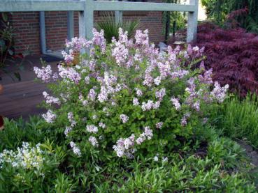 Syringa meyeri Palibin