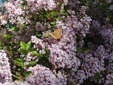 Syringa meyeri Palibin, Duftflieder als Schmetterlingsnährgehölz