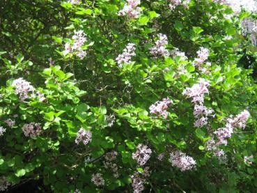 Syringa meyeri Palibin