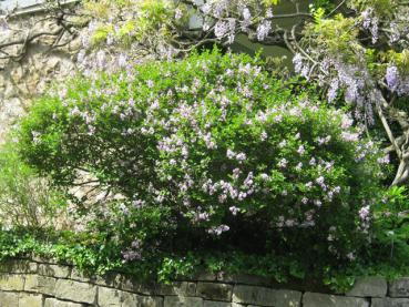 Syringa meyeri Palibin