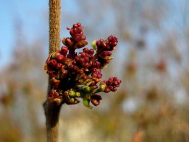 Rotviolette Knospen - Herbstflieder Superba