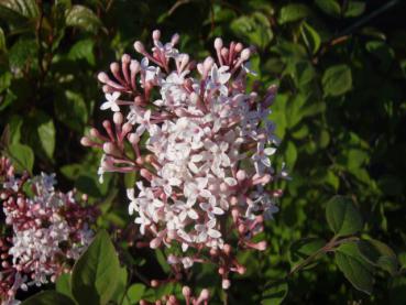 Syringa microphyllus in Blüte