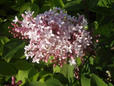 Rosa Blüten bei Syringa microphyllus Superba