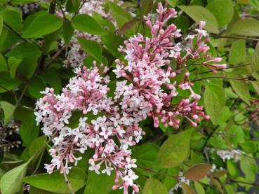 Syringa microphylla Superba blüht im Mai und im Oktober