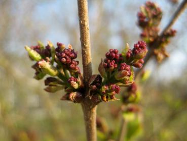 Herbstflieder Superba - Knospen