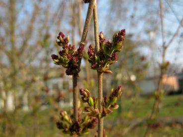 Knospen im frühen Frühjahr: Herbstflieder Superba