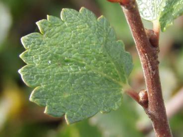 Einzelblatt von Betula nana