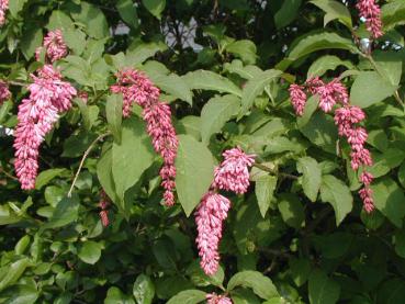 Syringa reflexa