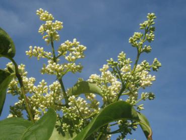 Flieder Ivory Silk - Syringa reticulata Ivory Silk