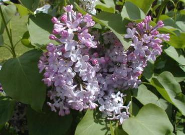 Syringa vulgaris - Gemeiner Flieder