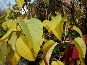 Gelbe Herbstfärbung beim Flieder