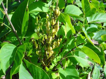 Fruchtstand von Syringa vulgaris