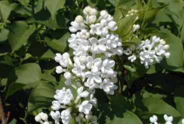 Syringa vulgaris Alba - Weißer Flieder