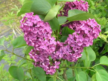 Edelflieder Andenken an Ludwig Späth - Syringa vulgaris Hybride Andenken an Ludwig Späth