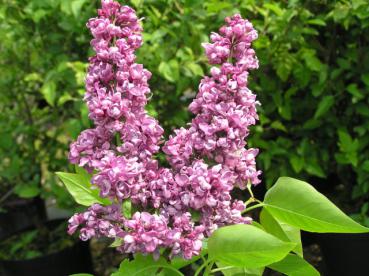 Syringa vulgaris Hybride Charles Joly - Edelflieder Charles Joly