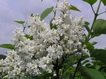 Syringa vulgaris Hybride Mme Lemoine - Edelflieder Mme Lemoine