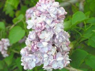 Syringa vulgaris Hybride Michel Buchner - Edelflieder Michel Buchner