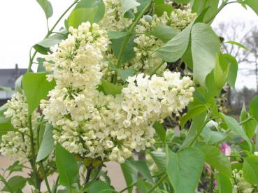 Edelflieder Primrose - Syringa vulgaris Hybride Primrose