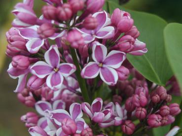 Syringa vulgaris Hybride Sensation - Edelflieder Sensation