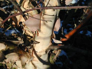 Schwarzbirke - Betula nigra