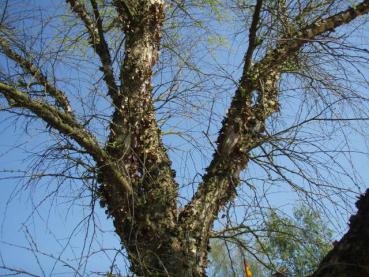 Betula nigra