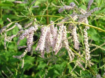 Sommertamariske - Tamarix ramosissima