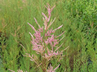 Frühlingstamariske - Tamarix parviflora